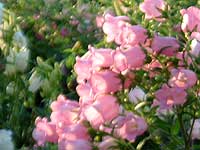 �J���p�j����