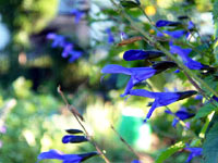 ���h�[�Z�[�W