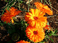 �L���Z���J