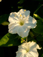 �I�V���C�o�i