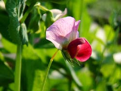 �G���h�E��