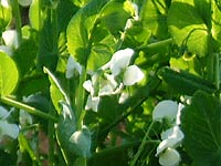 �G���h�E��