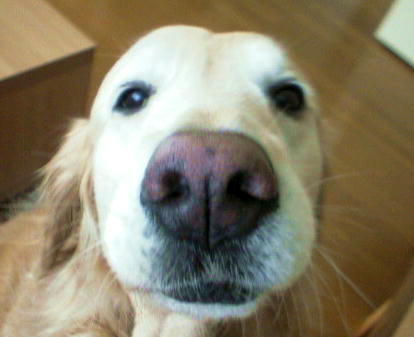 THE DOGȼذ