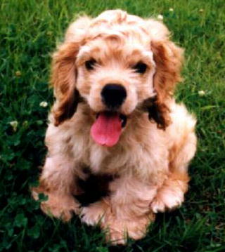 cookie