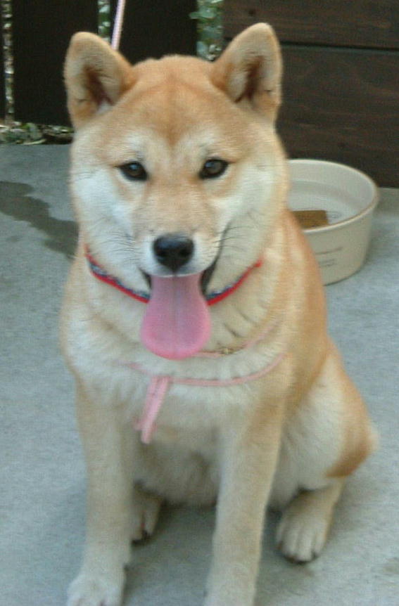 炿񁚄v