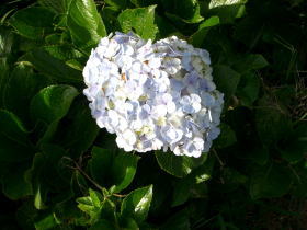 あでやかな花(2:紫陽花)