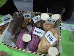 芋焼酎　原料　種類