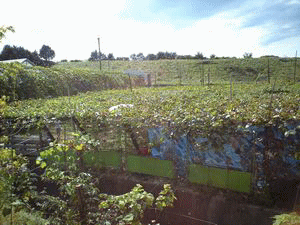 ワイン農園　琵琶湖ワイナリー