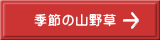 季節の山野草