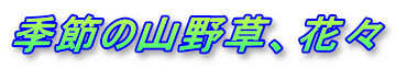 季節の山野草、花々