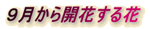XJԂ