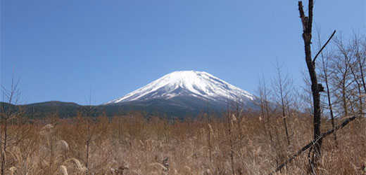 枠あり