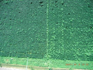 空から見た大豆畑