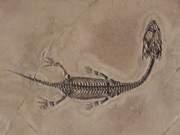 貴州竜　化石　ケイチョウサウルス