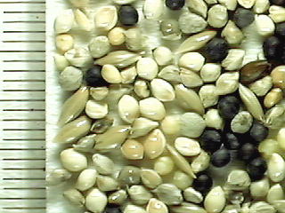 Seed Mix