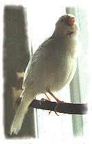 White canary Yuki