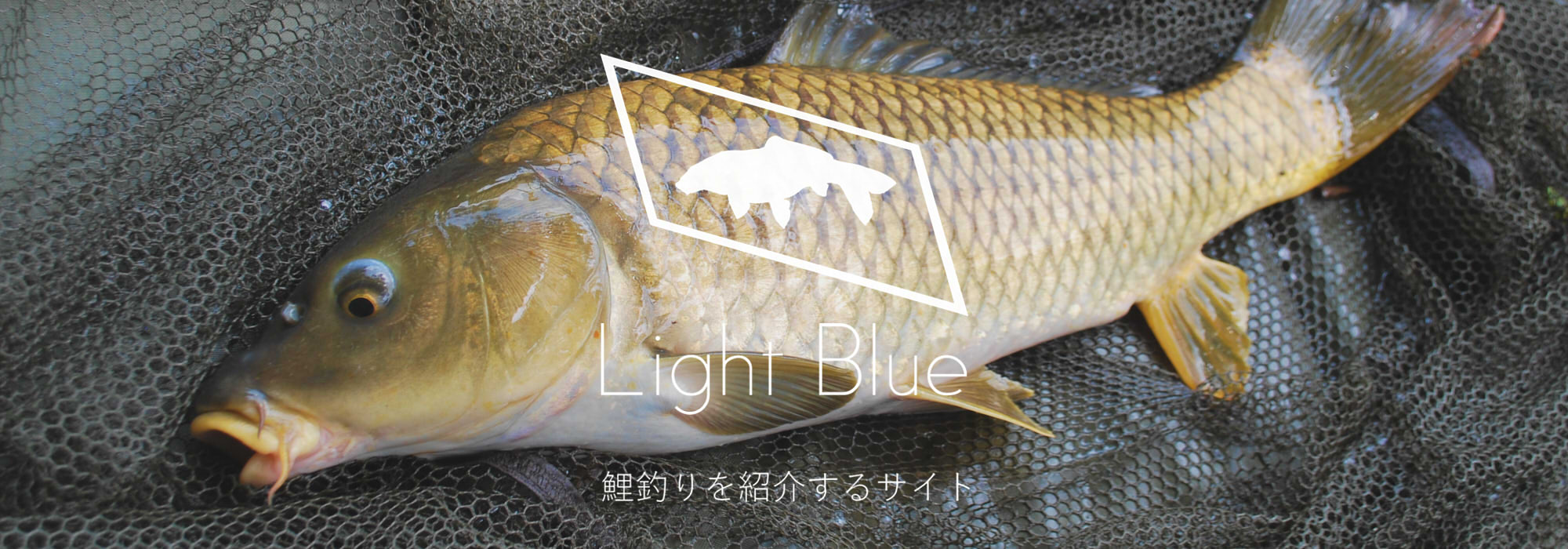 鯉釣りを紹介するサイトLightBlue