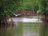 mangrob1.jpg