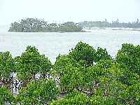 mangrob2.jpg