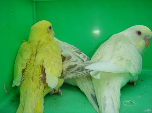 鳥たちのページ