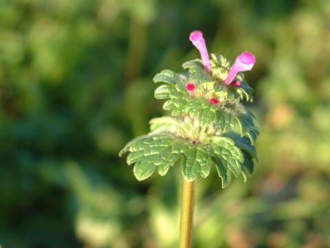 �z�g�P�m�U�̎ʐ^