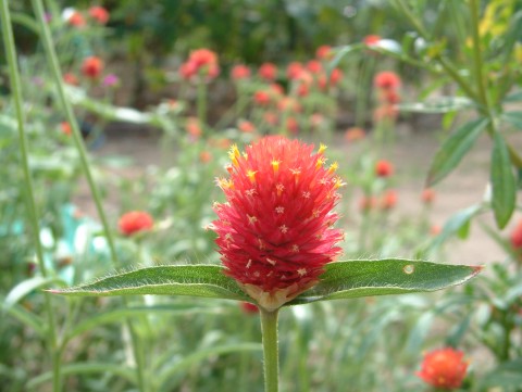 zgPmU̎ʐ^