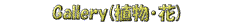M[Rւ̃N