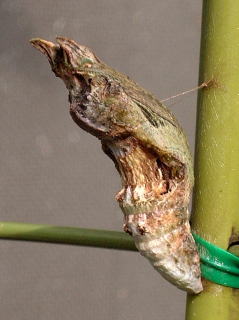 クロアゲハの蛹化と羽化