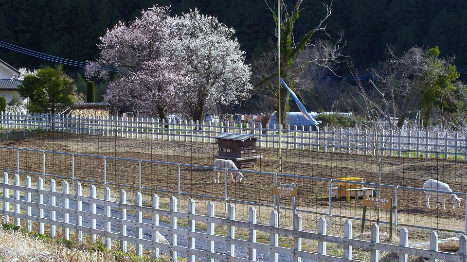 2015/03/11　武蔵横手駅ミニ山羊牧場