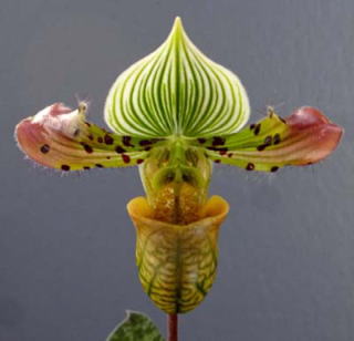 パフィオページ レディーススリッパ | nakato-orchids