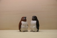 イワトビペンギンの子供たち