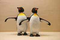 キングペンギン　夫婦