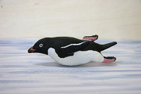 氷上を滑るアデリーペンギン