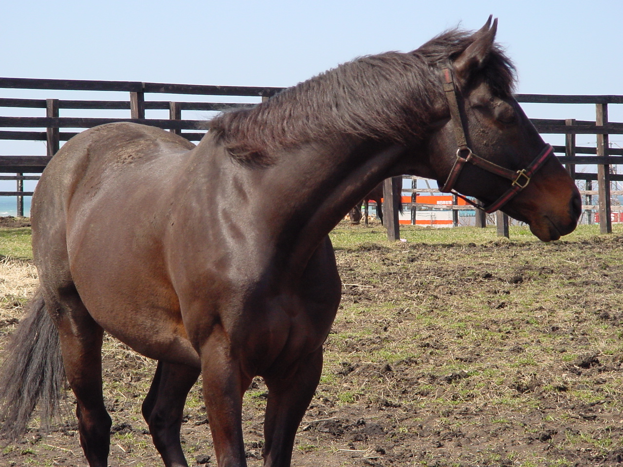 タイキシャーロック