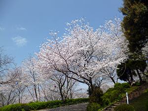 東光山桜