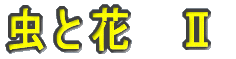 Ɖ