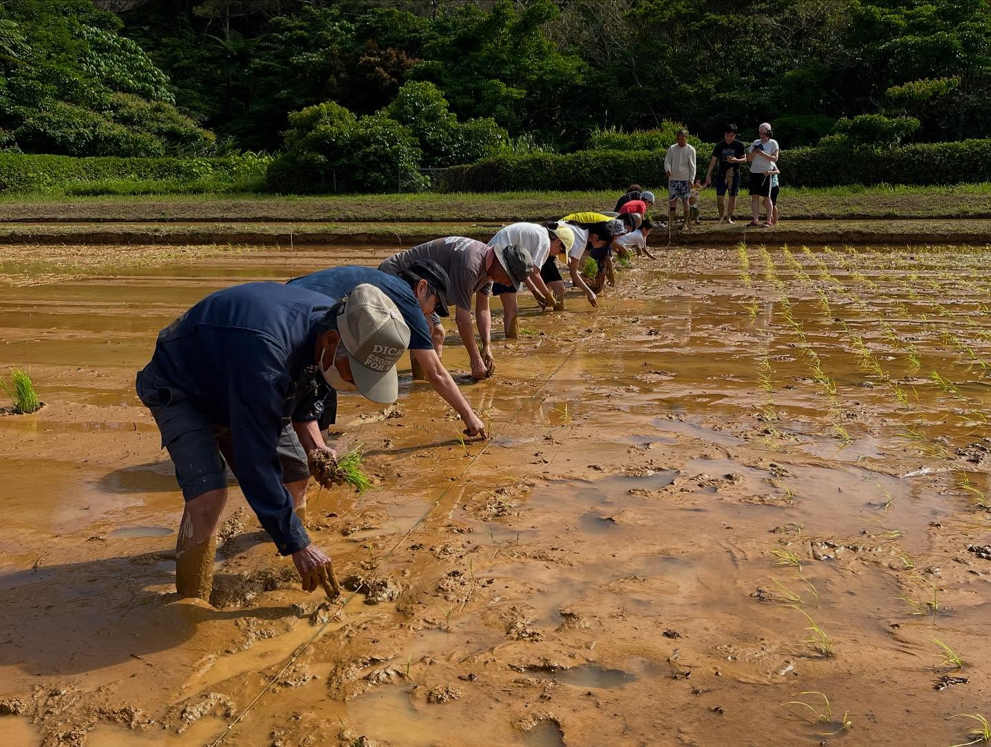 taue1