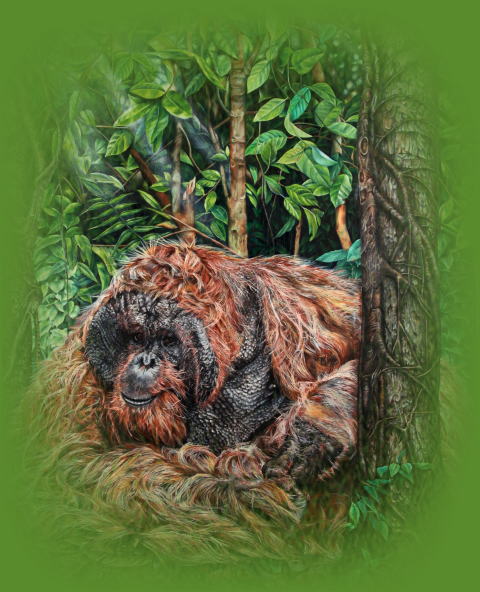 orangutan1.jpg