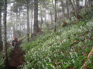 帝釈山・オサバグサ