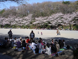 一昨年の満開の桜の下でのお花見会の写真です