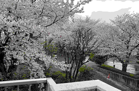 　写真は　Mさん宅のベランダからみた、満開の写真ですが、手を伸ばせば満開の桜がつかめそうです。　写真終わり。