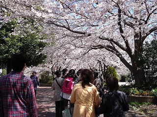 ガイドさんから満開の桜の下で説明を受けている写真です。