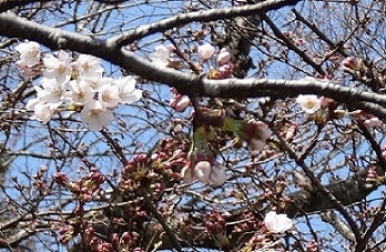 枝にいくつかの咲き始めた花とつぼみの写真です