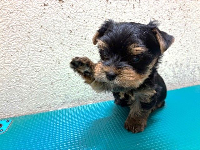 ヨークシャーテリア