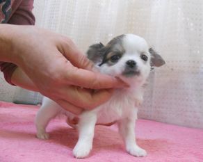 チワワ