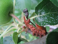 りんご虫 畑の出来事'10