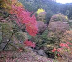 紅葉