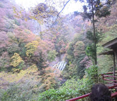 袋田の滝周辺の紅葉