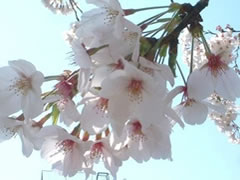 \CVm