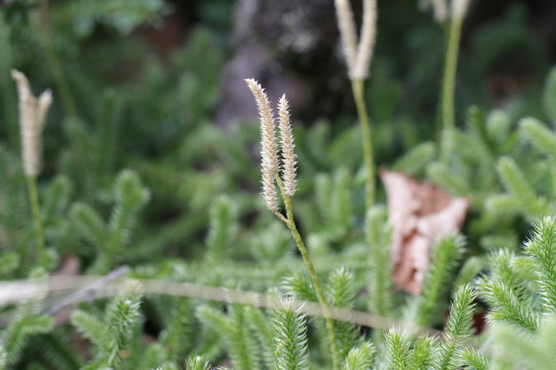 ページ－ヒカゲノカズラの胞子形態と胞子嚢